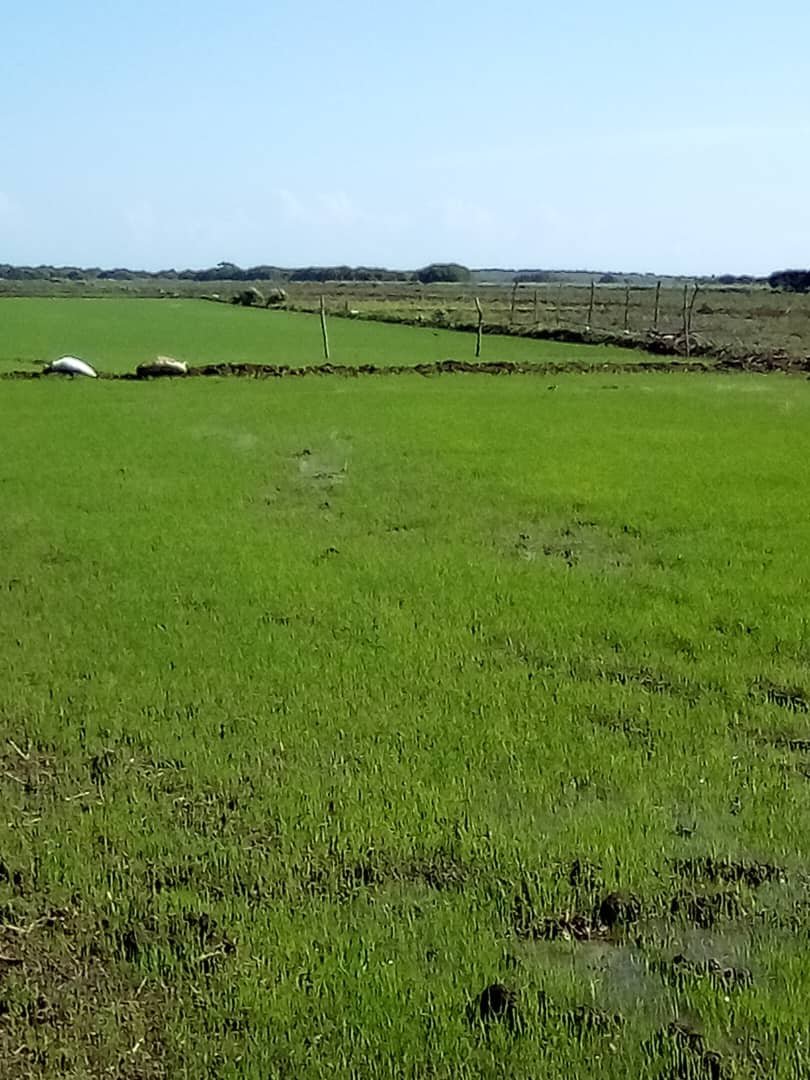 damarysmp94's tweet photo. Arroz de semilla del cultivar IA Cuba 42 S1 en varias etapas de la CCS José Hidalgo Abreu del Productor Humberto Nendez,Categoría Básica,Área 13.42 ha con Fecha de siembra 18-6-26
@CarlosLuisNara4 
@Matanzas_Minag
#SemillasMatanzas https://t.co/CkTsezJ3VM