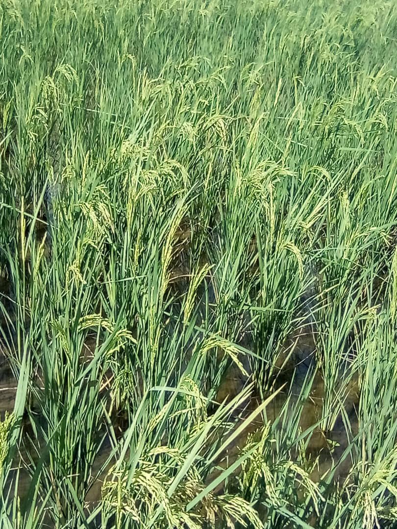 damarysmp94's tweet photo. Arroz de semilla del cultivar IA Cuba 42 S1 en varias etapas de la CCS José Hidalgo Abreu del Productor Humberto Nendez,Categoría Básica,Área 13.42 ha con Fecha de siembra 18-6-26
@CarlosLuisNara4 
@Matanzas_Minag
#SemillasMatanzas https://t.co/CkTsezJ3VM