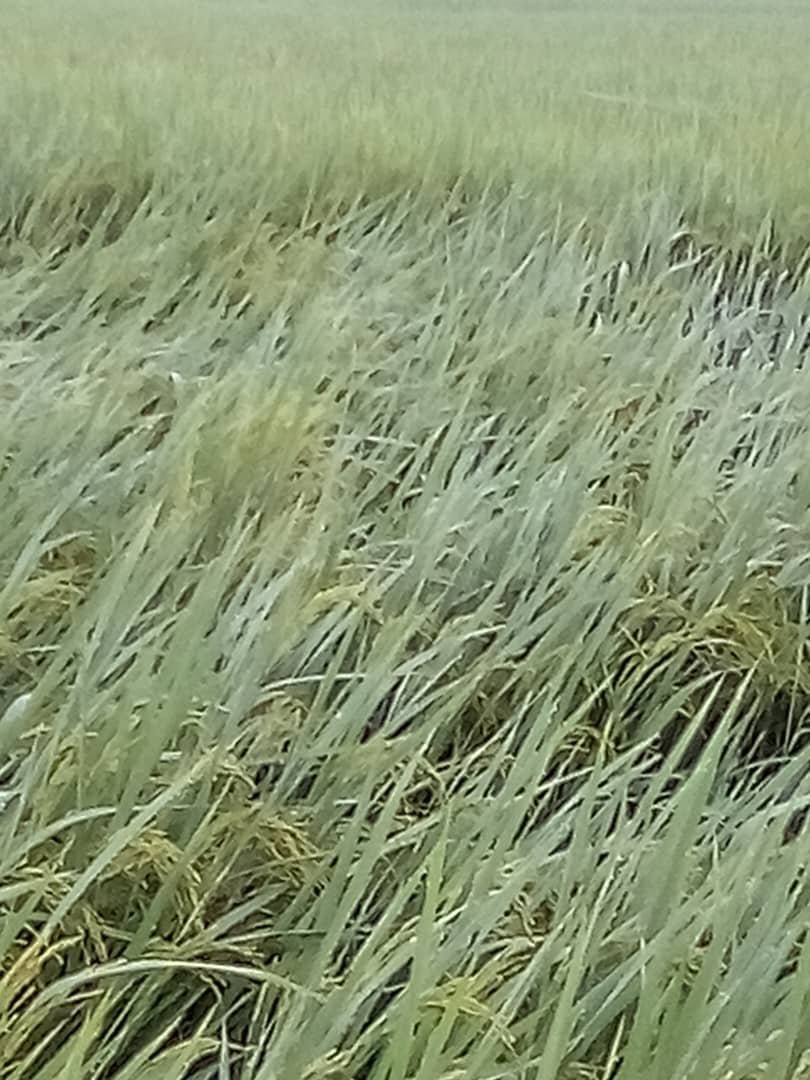 damarysmp94's tweet photo. Arroz de semilla del cultivar IA Cuba 42 S1 en varias etapas de la CCS José Hidalgo Abreu del Productor Humberto Nendez,Categoría Básica,Área 13.42 ha con Fecha de siembra 18-6-26
@CarlosLuisNara4 
@Matanzas_Minag
#SemillasMatanzas https://t.co/CkTsezJ3VM