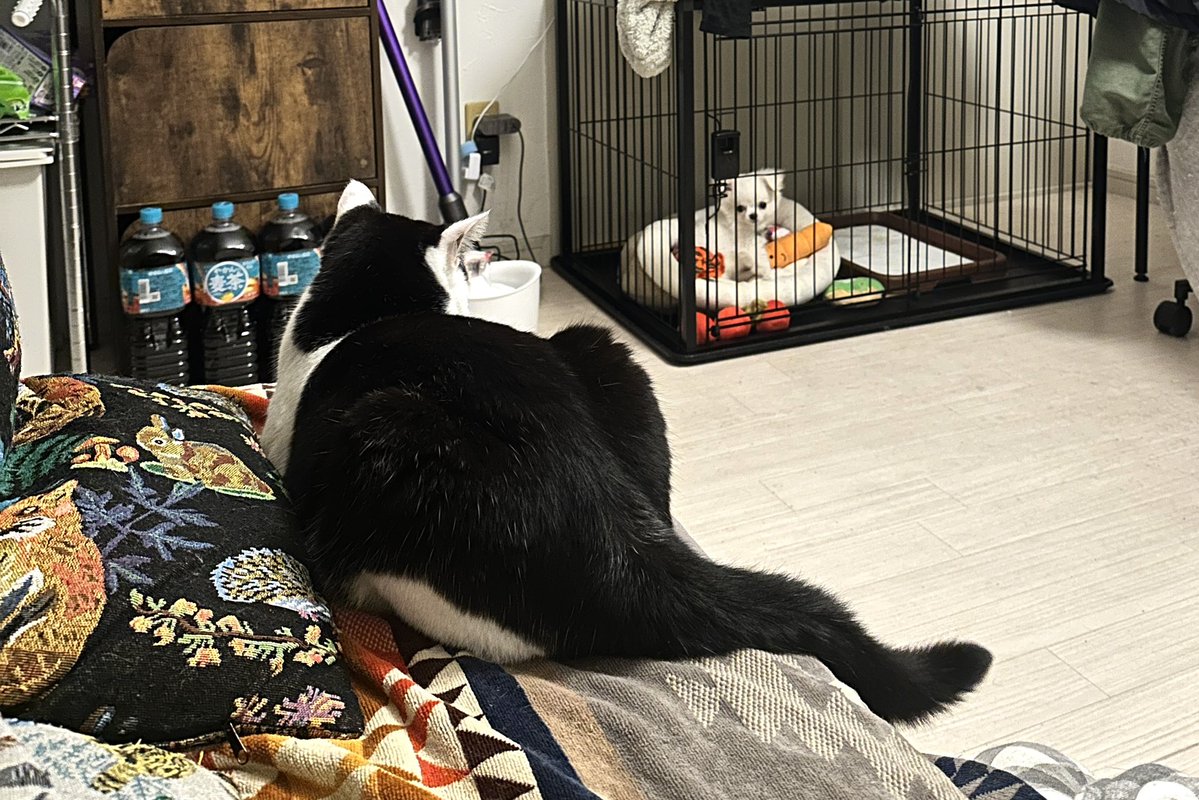 iskw_pets's tweet photo. おちびのリオを見守るマックス https://t.co/e9b9gCnMOj