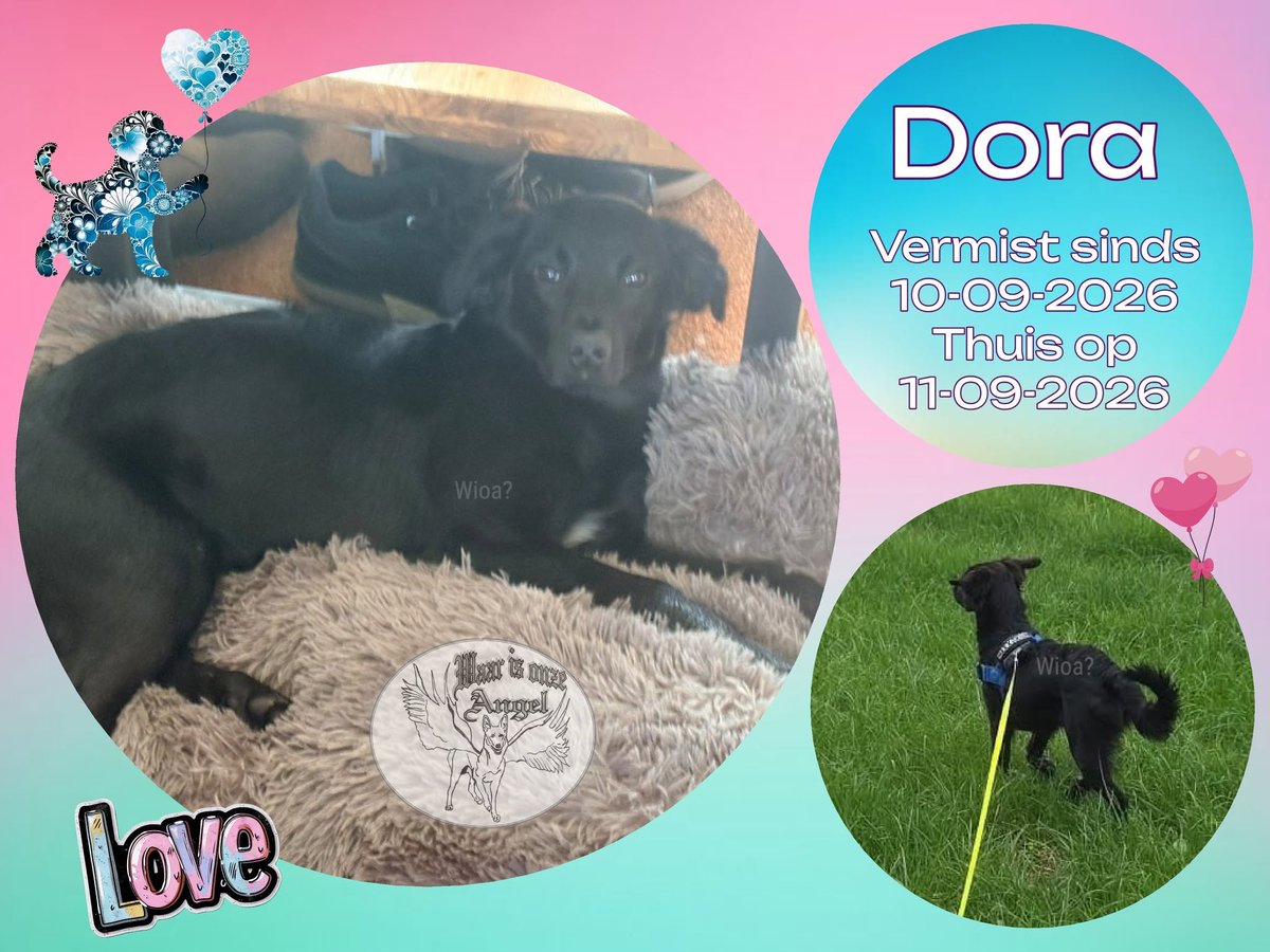 waarisonzeangel's tweet photo. Dora uit #Noordwolde #Friesland is #Thuis 
https://t.co/iyAbALglwV

#Donaties #Goeddoel welkom 
https://t.co/H9cHsSGiSD https://t.co/2ISVAQsLvG