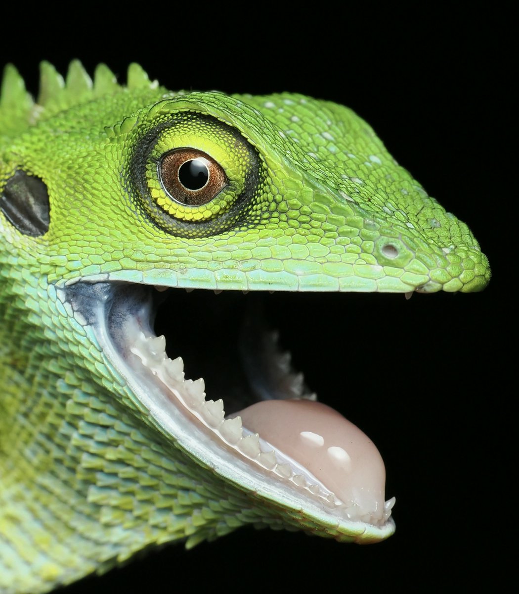 ProJesssmcc's tweet photo. Green crested lizard with PERFECT teeth
#Reptiles #JJJKPCZXINCHAOVIETNAM https://t.co/iQCSmfUZvE
