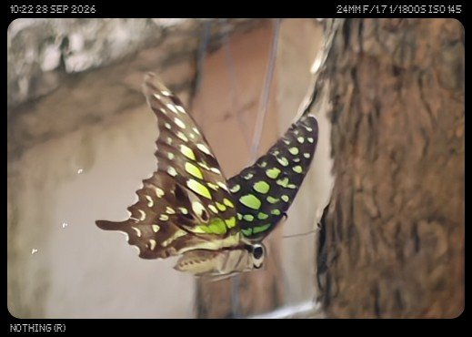 elsewhere817's tweet photo. Thanks to action mode on the Nothing 3 , i could see what kind of butterfly 🦋 this is.  It glows and I always wanted to click it as it doesn't stay still. What a beautiful butterfly, it is called Tailed Jay butterfly. @Snapdragon @nothing #nothingphone3 https://t.co/KTVuFr3wKp