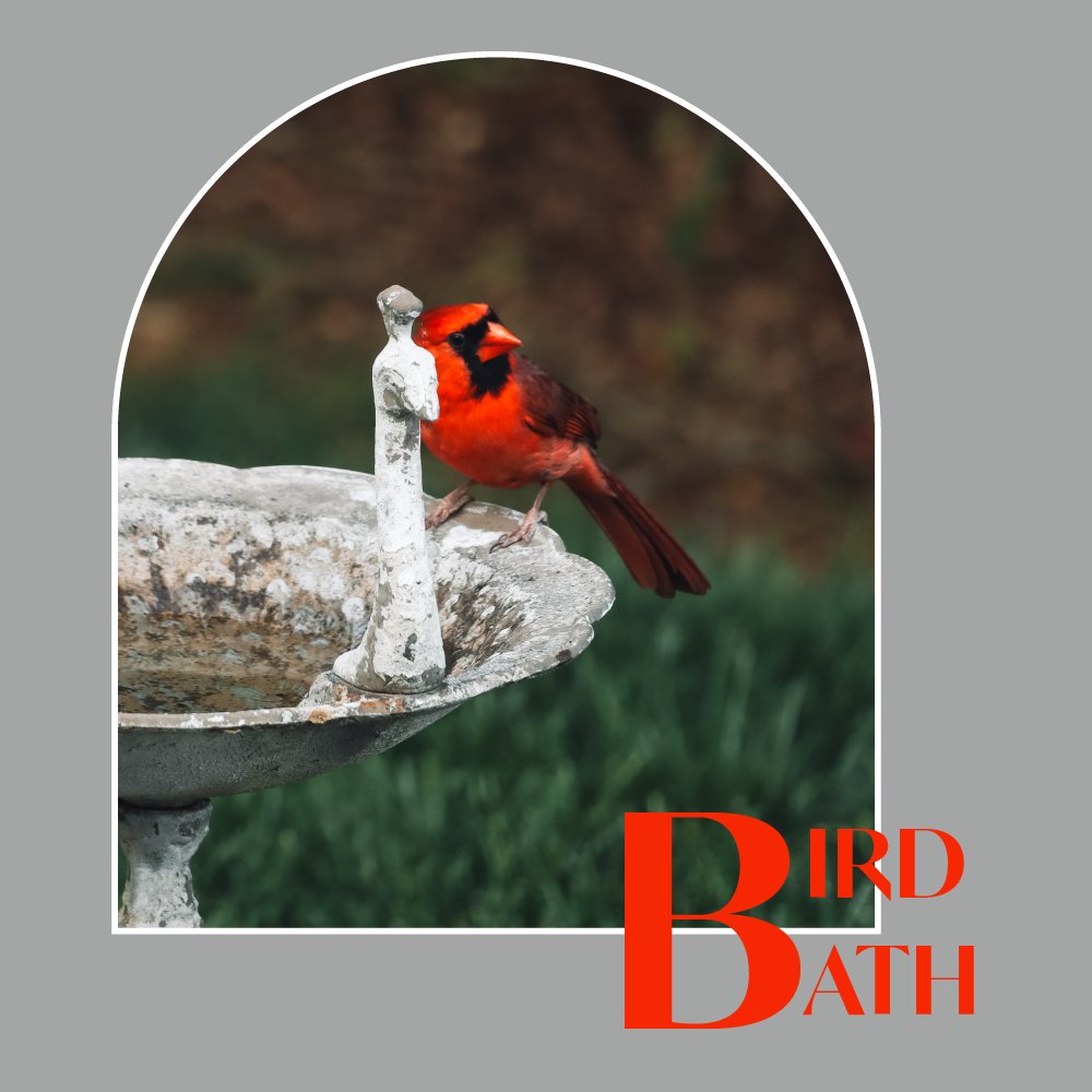 BenedettoTony's tweet photo. Attract wildlife to your backyard with the addition of a bird bath. What other wildlife have you seen in your backyard? https://t.co/l7hjM9ez6J