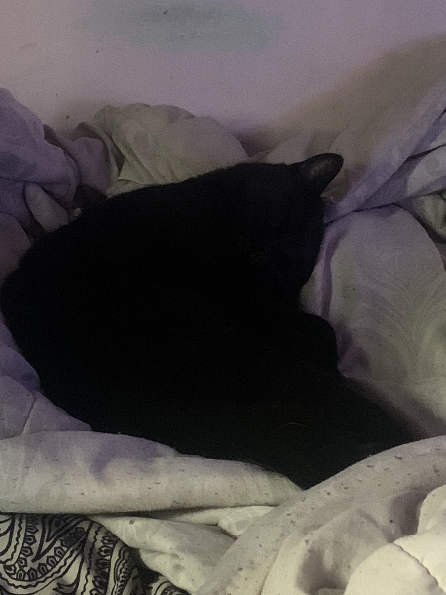 LadyyB1itz's tweet photo. My sweet baby is hanging out during stream toddy https://t.co/636rutC4LI