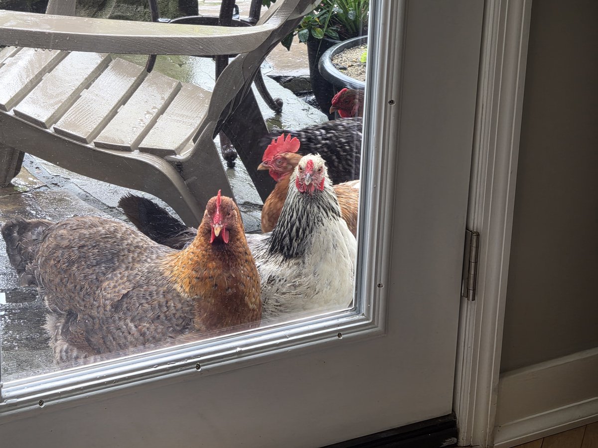 VKs_Host's tweet photo. Want to let them in so bad. https://t.co/1Pjaprt52u