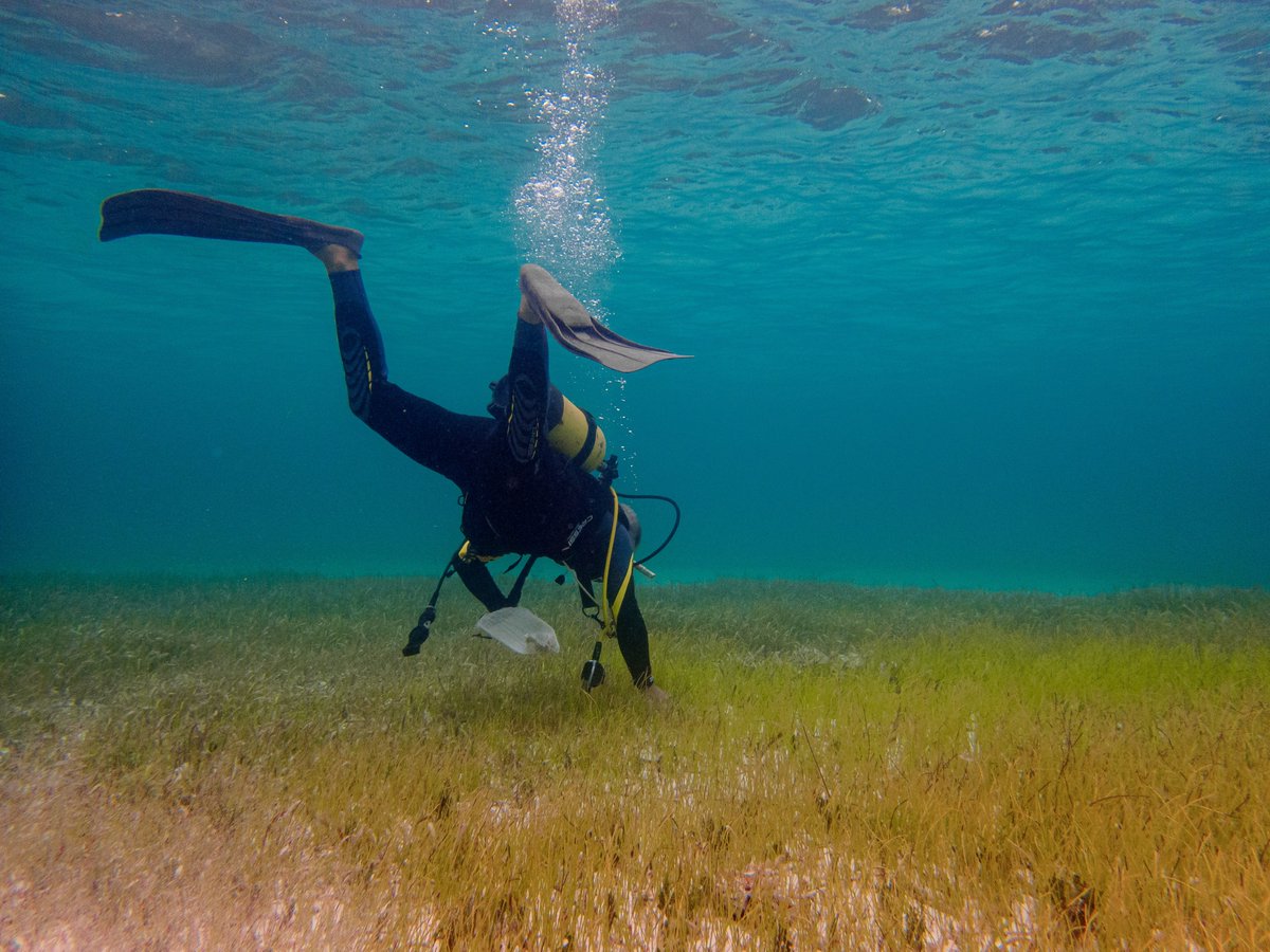 PNUDCuba's tweet photo. 🌱🌊La Thalassia testudinum, el pasto marino más común en Cuba muestra potencialidades para la salud. 

Conoce sobre una iniciativa para su conservación y la investigación de sus recursos genéticos en función del desarrollo de soluciones en salud:

🔗https://t.co/E5YFTBw761 https://t.co/OKEsh9B4af