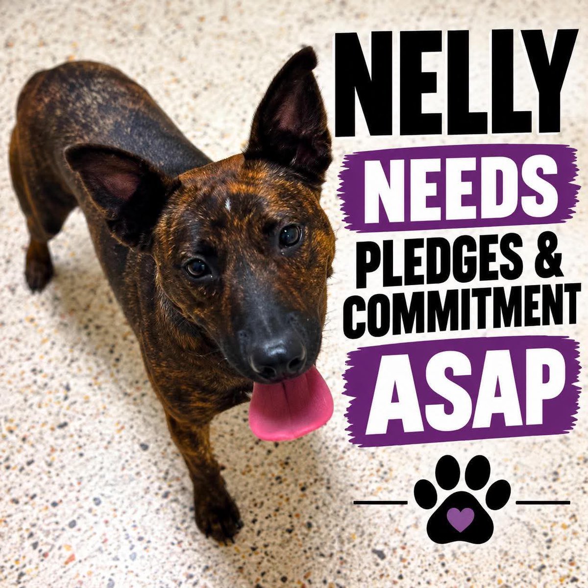 LacDonna's tweet photo. Nelly is very low on pledges!!  Please help us get Nelly seen!! We need shares, reposts and pledges desperately!!  Rescues please help!!   Adopt don’t shop!!  Fosters save lives!! https://t.co/7h5uZnE9nq
