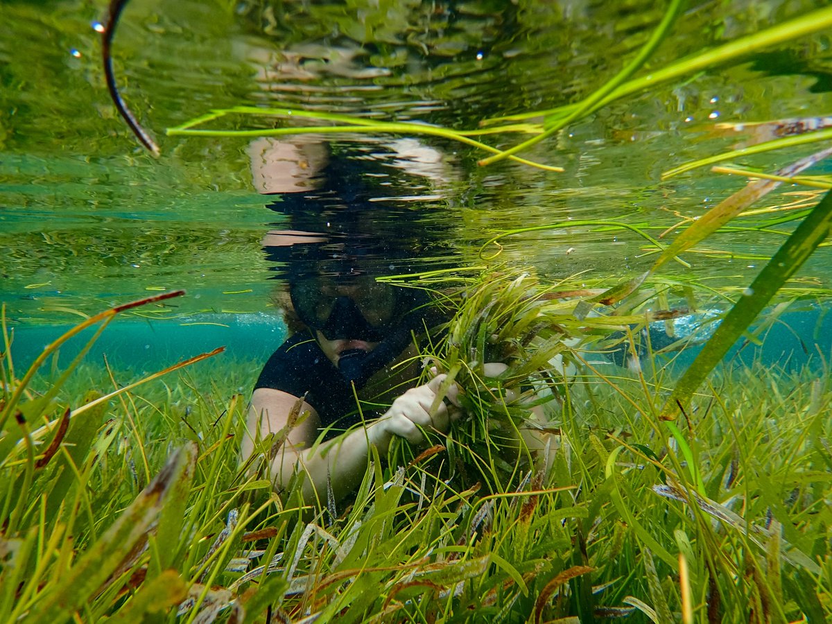 PNUDCuba's tweet photo. 🌱🌊La Thalassia testudinum, el pasto marino más común en Cuba muestra potencialidades para la salud. 

Conoce sobre una iniciativa para su conservación y la investigación de sus recursos genéticos en función del desarrollo de soluciones en salud:

🔗https://t.co/E5YFTBw761 https://t.co/OKEsh9B4af