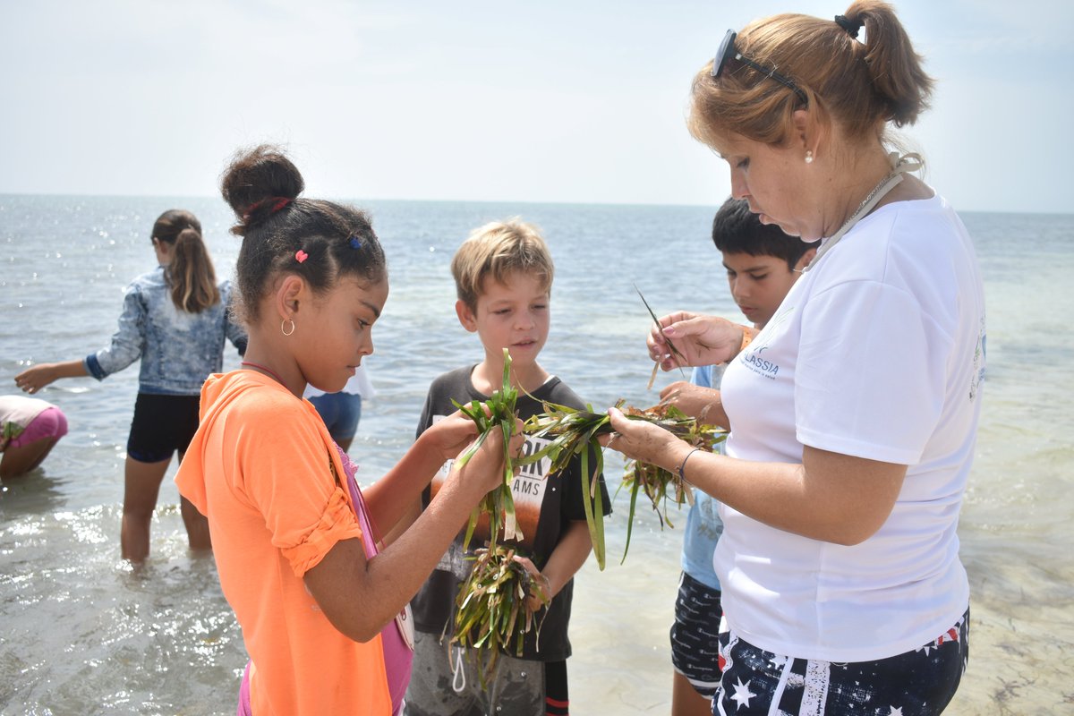 PNUDCuba's tweet photo. 🌱🌊La Thalassia testudinum, el pasto marino más común en Cuba muestra potencialidades para la salud. 

Conoce sobre una iniciativa para su conservación y la investigación de sus recursos genéticos en función del desarrollo de soluciones en salud:

🔗https://t.co/E5YFTBw761 https://t.co/OKEsh9B4af