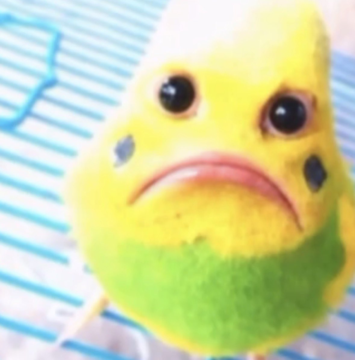 sweetlikeikeda's tweet photo. @kimpetras Bird !!! https://t.co/kqi5TS4LLV