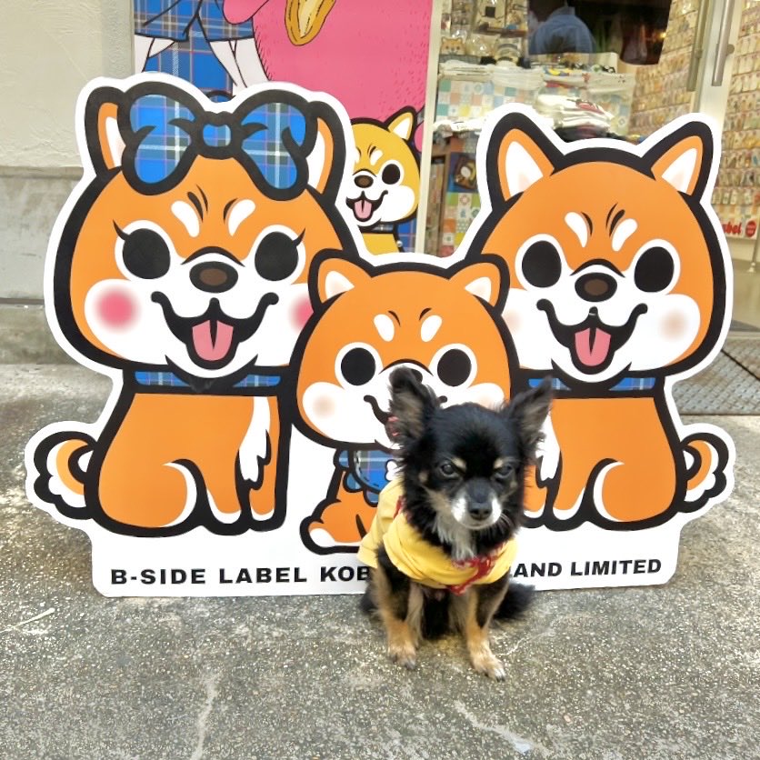 sunaska_Sun's tweet photo. 柴犬と記念撮影した犬

#犬 #チワワ #犬のいる暮らし #犬好きな人と繋がりたい
#お出かけ
#B-SIDE LABEL
#神戸 https://t.co/rHMqlaK8eP