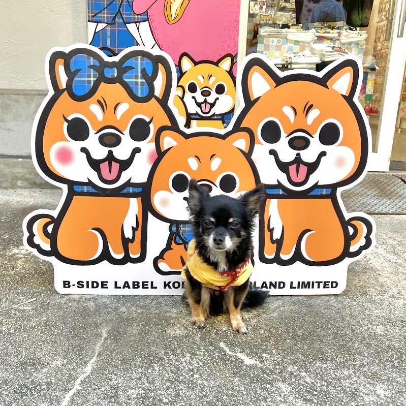 sunaska_Sun's tweet photo. 柴犬と記念撮影した犬

#犬 #チワワ #犬のいる暮らし #犬好きな人と繋がりたい
#お出かけ
#B-SIDE LABEL
#神戸 https://t.co/rHMqlaK8eP