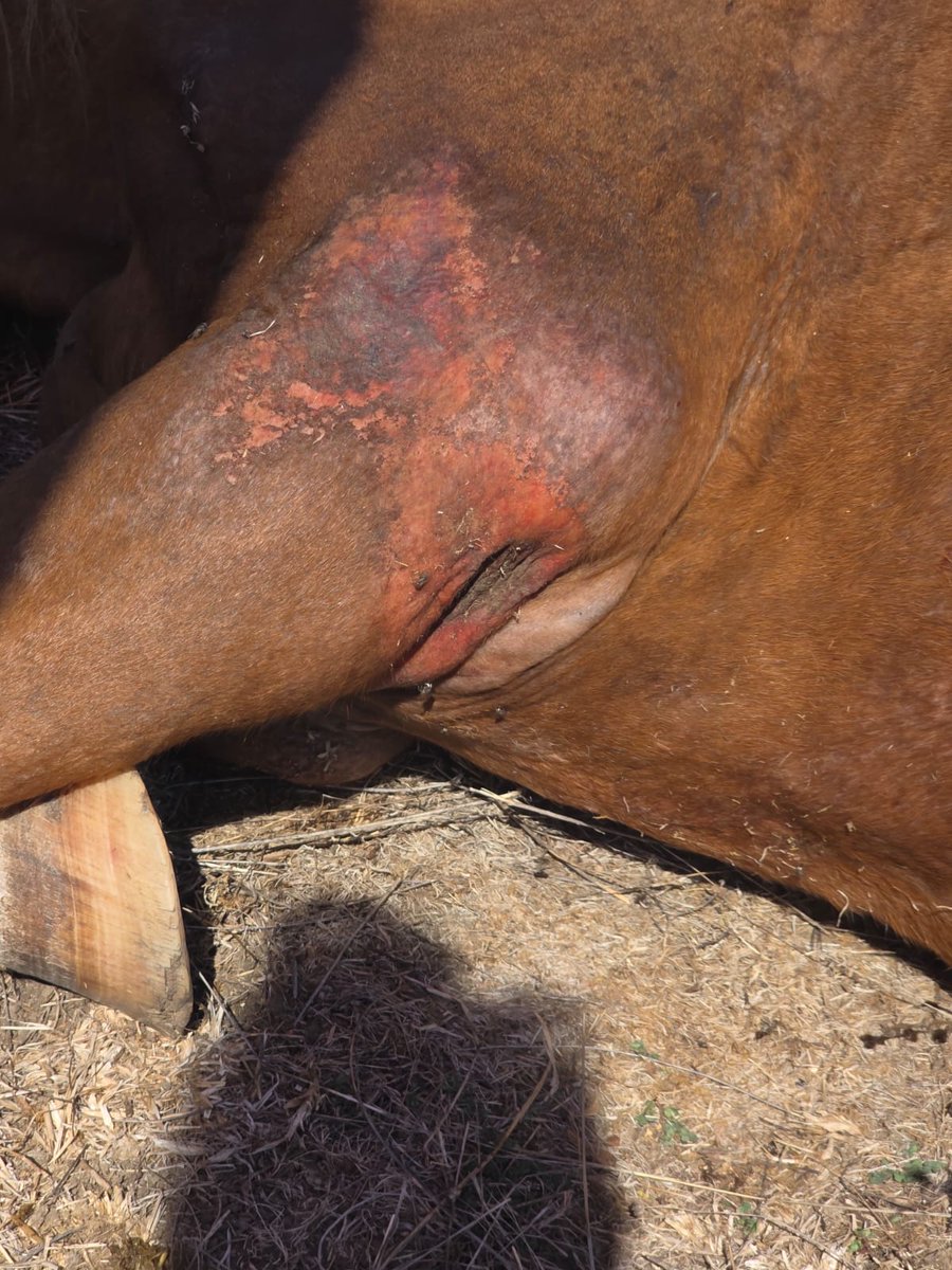 FBB_Officiel's tweet photo. Sauvetage en urgence d'une jument à l'agonie

Ce matin, l’urgence était absolue pour Idée.
Cette jument, déjà signalée pour son état de maigreur extrême, a été retrouvée couchée, très faible, en plein soleil, sans eau ni nourriture. Son état de santé était tel qu’elle risquait de mourir si aucune intervention n’avait lieu rapidement.

Alertés par les gendarmes, nos équipes et partenaires se sont immédiatement mobilisés pour lui porter secours.

Après avoir reçu les premiers soins d’une vétérinaire, il a fallu unir les forces de chacun pour parvenir à relever Idée. À l’aide de sangles et d’un tracteur, la jument a finalement pu être remise debout, puis installée dans un van et conduite sans attendre en clinique.

Sur place, Idée a été installée dans un box équipé d’un palan pour la maintenir et l’aider à récupérer. Très dénutrie et déshydratée, elle reçoit désormais du foin, des soins et toute l’attention dont elle a besoin.

Cette intervention n’aurait pas été possible sans la mobilisation rapide de nos équipes, de nos partenaires, de la vétérinaire et de toutes les personnes venues spontanément prêter main-forte.

Idée est désormais en sécurité. Son combat ne fait que commencer. Nous espérons de tout cœur qu’elle trouvera la force de se relever définitivement.

🙏 Merci à toutes celles et ceux qui ont contribué à lui donner cette chance.