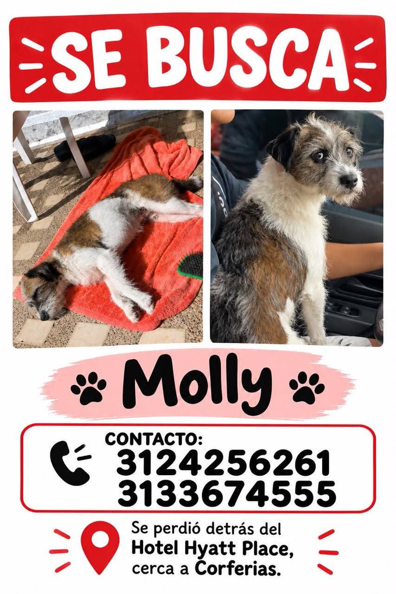 AndrsTrece's tweet photo. Están buscando a Molly. 
La perdieron en el sector de Corferias.
¡¡¡ATENTI!!! https://t.co/BH4qGGRsJO