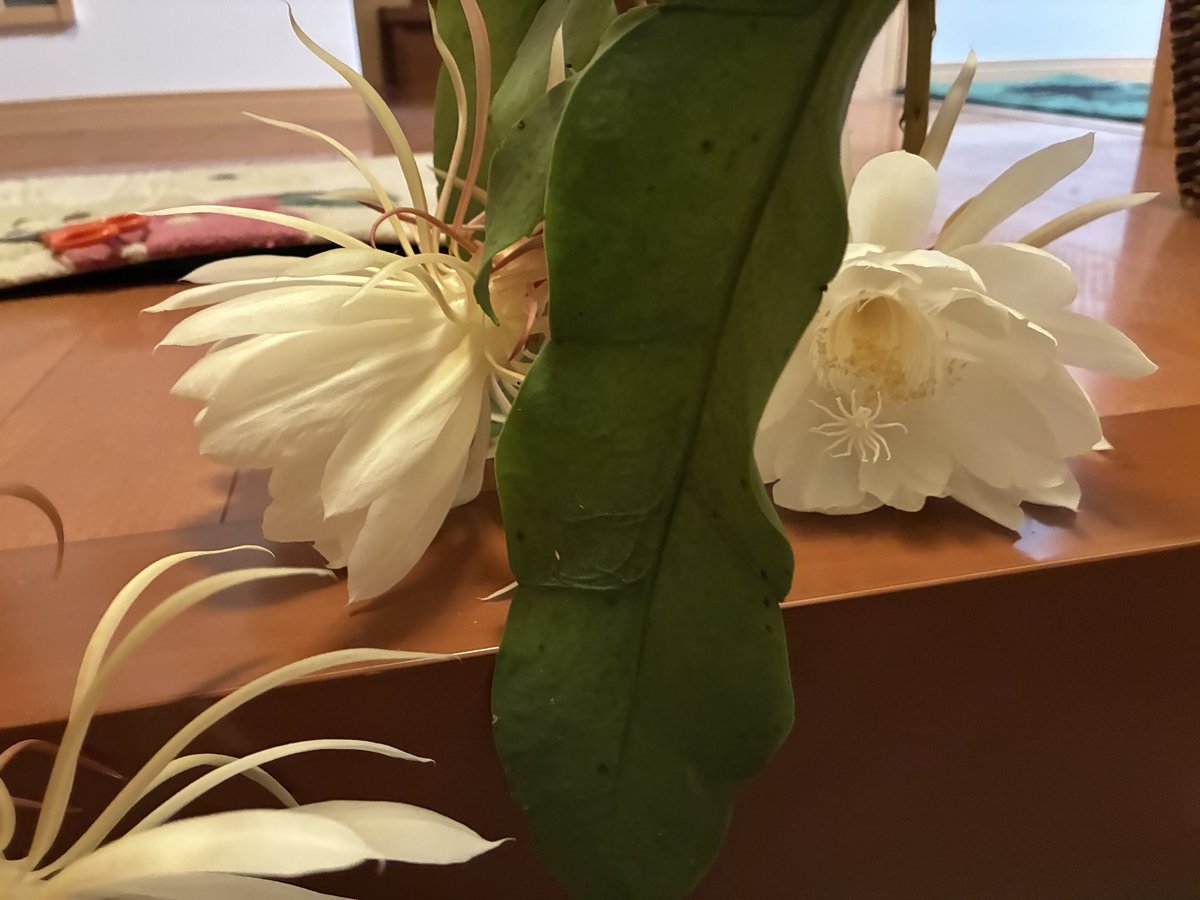 64kt's tweet photo. #月下美人
��いたよ〜。めっちゃいい香り🌸
（バケツも映っちゃった🪣） https://t.co/Jd446yNUIb