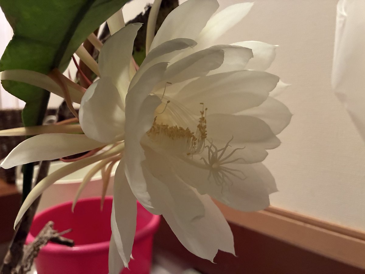 64kt's tweet photo. #月下美人
��いたよ〜。めっちゃいい香り🌸
（バケツも映っちゃった🪣） https://t.co/Jd446yNUIb