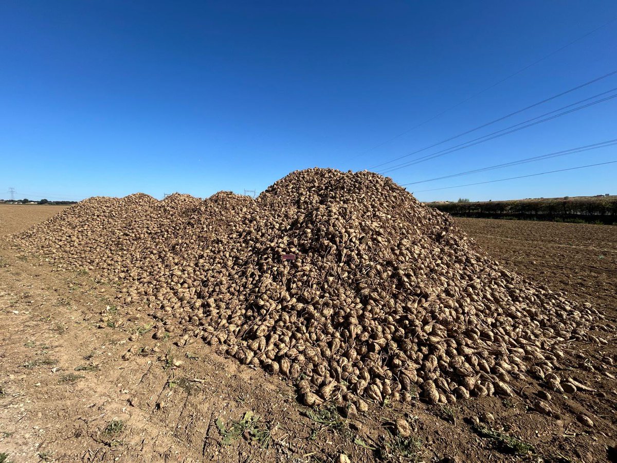 PortierArthur's tweet photo. 🚨 Sur la ferme, la moyenne 5 ans des rendements en betteraves : 75 t/ha.

Premier enlèvement cette année : 29 t/ha.

Situation de crise majeure ‼️ https://t.co/S0pSQcwMP5