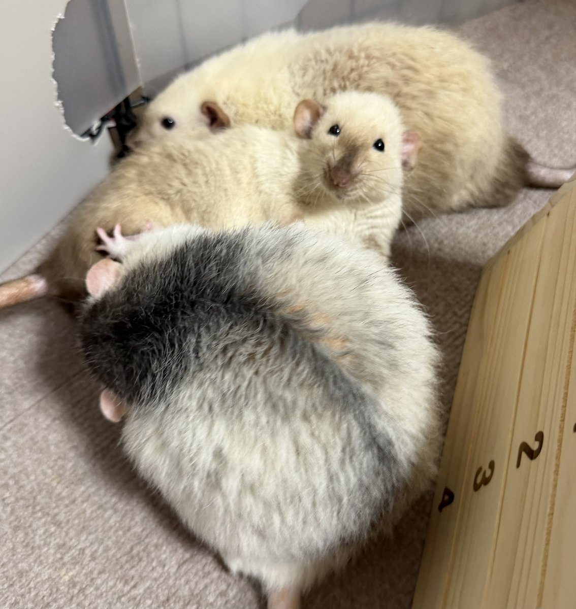 nunmeri000000's tweet photo. これも　あいじょう https://t.co/ac4tHChRNt