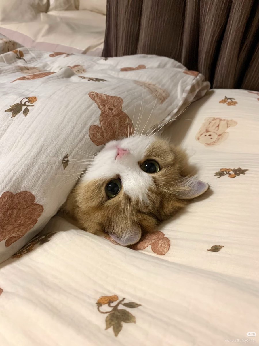 nocontextscats's tweet photo. https://t.co/ooorbcq22H