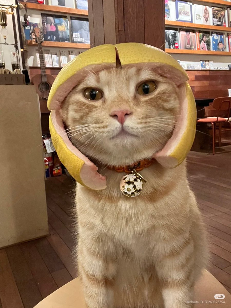 nocontextscats's tweet photo. Safety first https://t.co/nnlC7n7fQQ