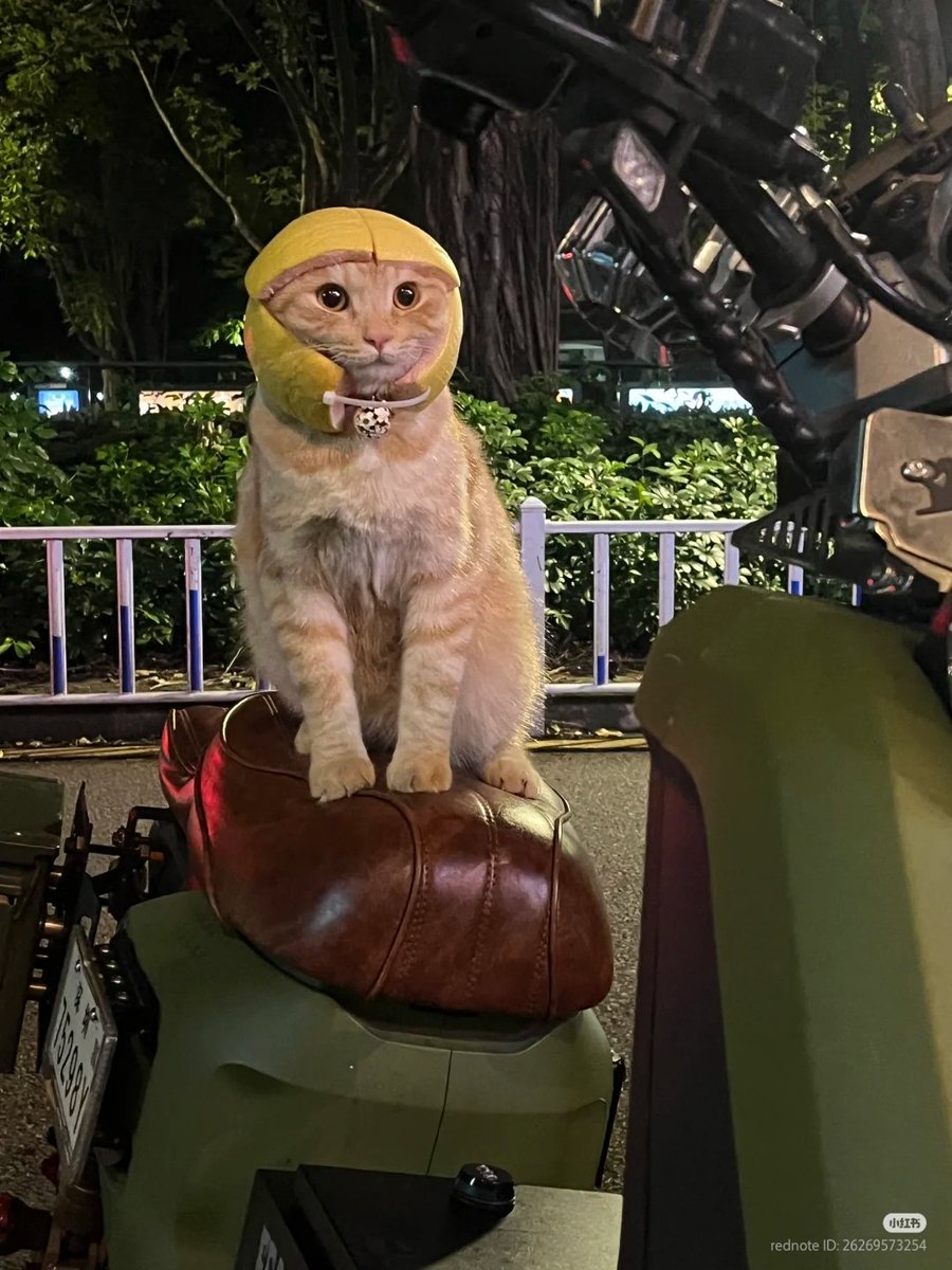 nocontextscats's tweet photo. Safety first https://t.co/nnlC7n7fQQ