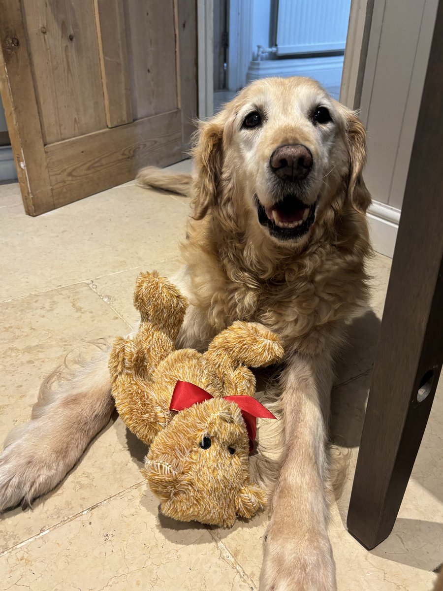 paws_teddy tweet picture