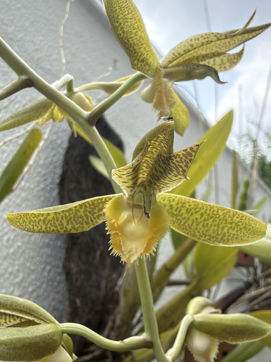 solon_ferreira's tweet photo. Catasetum barbatum. #orchids #orquideas #acajatuba #rionegrl https://t.co/H688QTkGAC