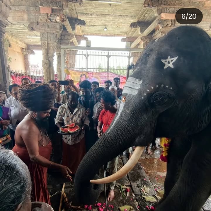 jeevansharya's tweet photo. ELEPHANTS ARE NOT GIFTS.

They are not private property.
They are not temple's property.
They are not commodities to be bought, sold, gifted or transferred like possessions.

Durga. Hiralal. Shiva. Rupsing. Bijuli.

Five young elephants moved from Assam to religious institutions in Tamil Nadu.

So the question is not simply, “Were they donated?”

The bigger question is:

 Who has the authority to treat a protected wild animal as a “gift” in the first place?

Who identified these five elephants?

Who initiated their transfer?

 On what legal and documentary basis were they moved?

Who determined where they would live?

What are their complete ownership, acquisition and transfer records?

An elephant is a living, sentient being with social bonds, family relationships and complex needs.

Not a gift.
Not a commodity.
Not private property.
Not temple's property.

If these transfers are lawful, make the official records public.

If they are described as donations, show the documents.

The public deserves to know how five young elephants came to be moved from Assam into temple custody.

@CMOTamilnadu @CMOfficeAssam @assamforest @tnforestdept @moefcc @AwbiBallabhgarh @PMOIndia @HMOIndia @indSupremeCourt @PetaIndia

#VerifyTheFive #FreeTheFive #NoElephantsInTemples #StopElephantCaptivity #ElephantsAreNotGifts