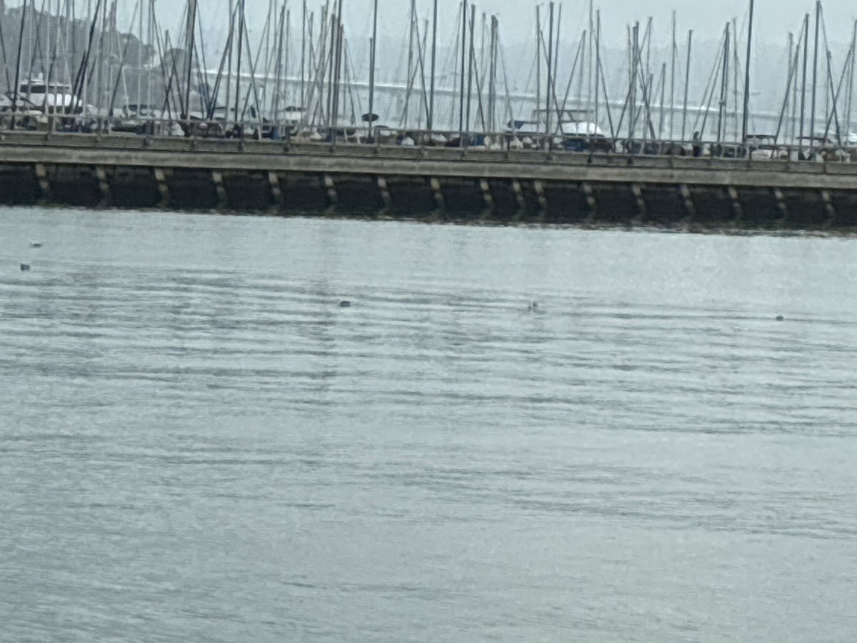 jarrodmarcelle's tweet photo. 3 5|6 6
Seagull herringbone seagulls https://t.co/vpVVvtpvqP