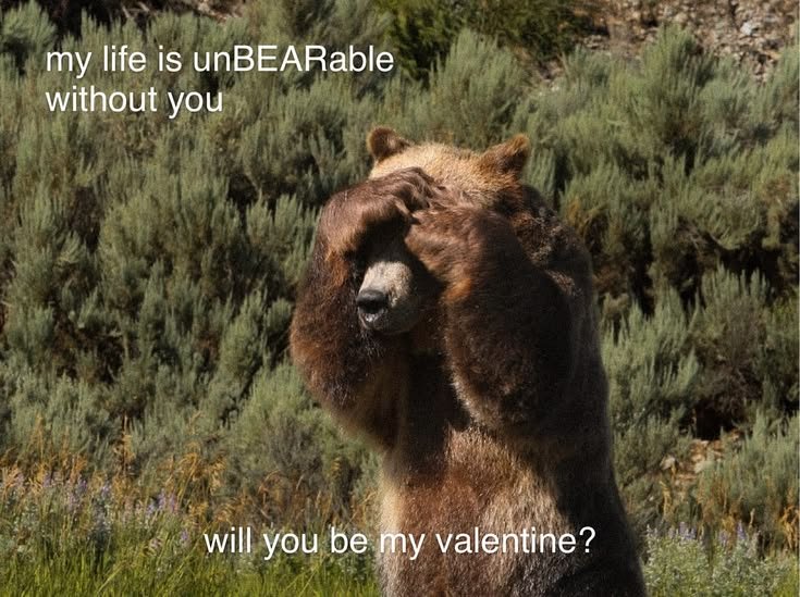 Bear1nCrisis's tweet photo. https://t.co/lsE753oVoN