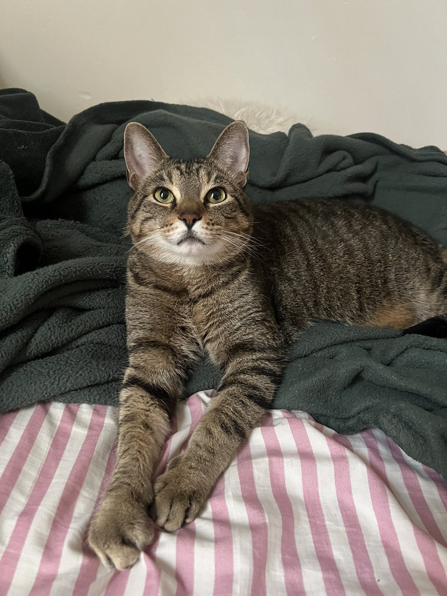 macaronirascaI's tweet photo. One time my ex got mad at me because I said I loved our cats like they were my children and he told me I should feel stupid for saying that. Anyway aren't they perfect https://t.co/2gnO48IbUq