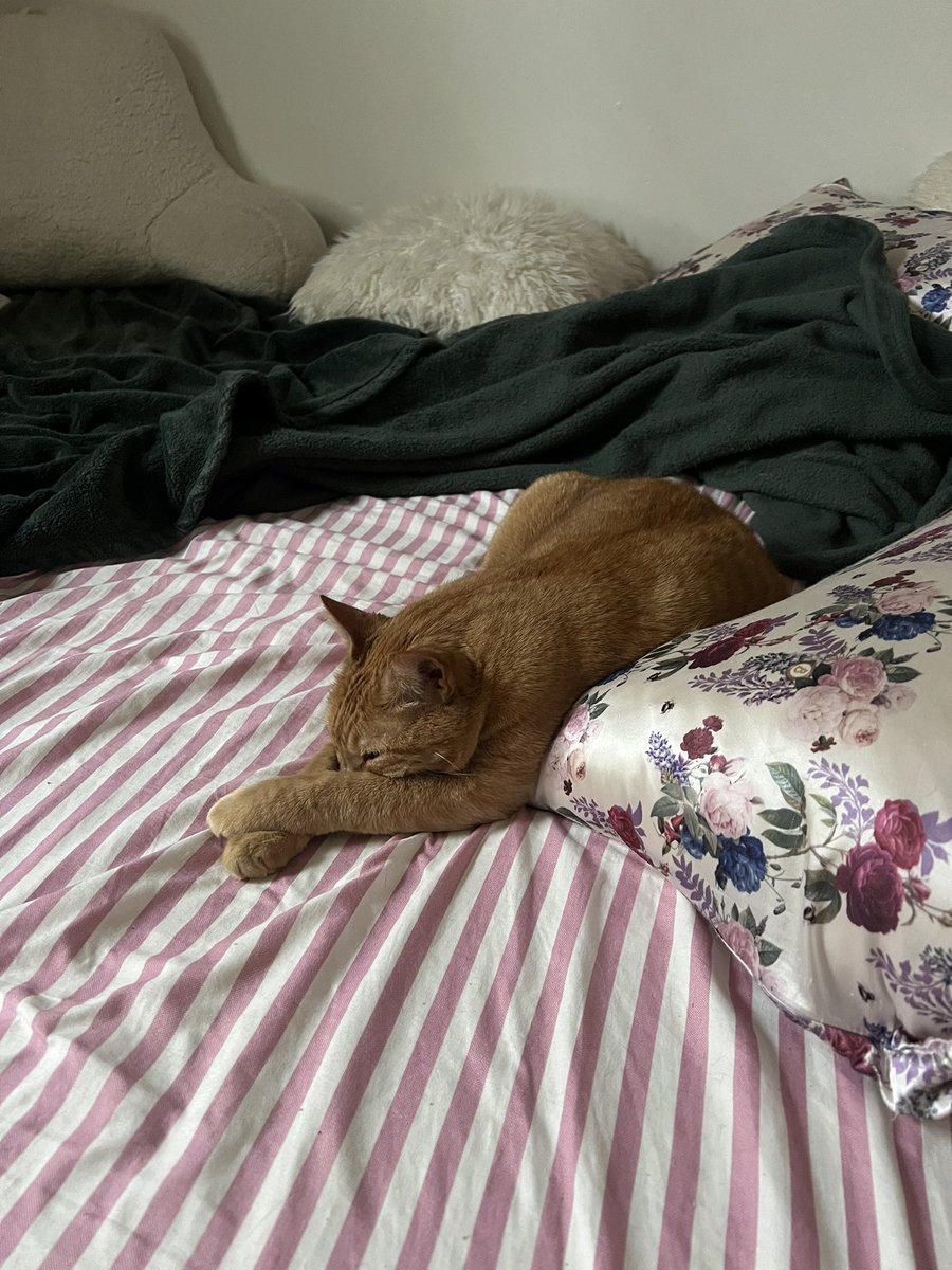 macaronirascaI's tweet photo. One time my ex got mad at me because I said I loved our cats like they were my children and he told me I should feel stupid for saying that. Anyway aren't they perfect https://t.co/2gnO48IbUq