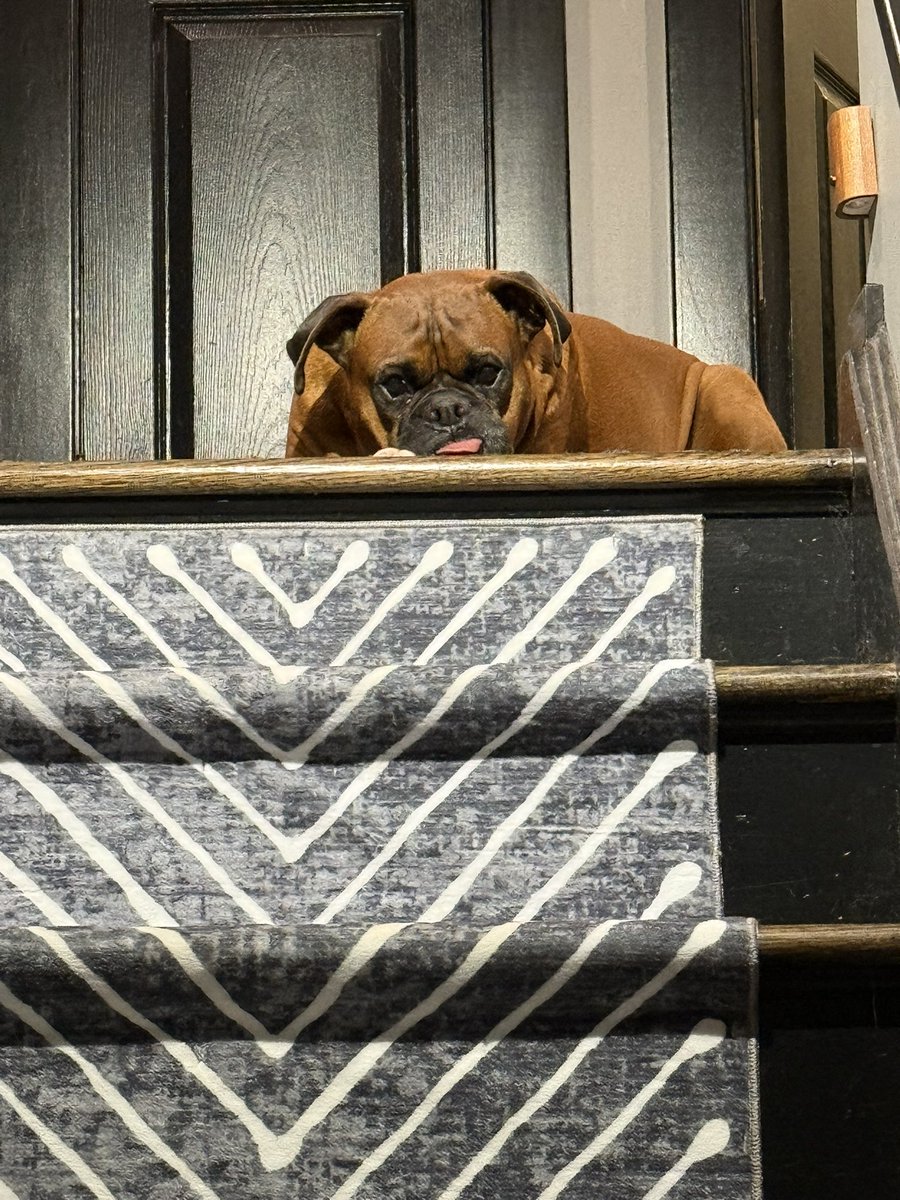 inntothenight's tweet photo. His face cracks me up ❤️
#boxerpuppy #boxerdogs #boxerlife
#boxerlovers #boxersrock #boxersoftwitter #boxerdogsoftwitter #dogsoftwitter #dogsofx https://t.co/nrcE1gflXE