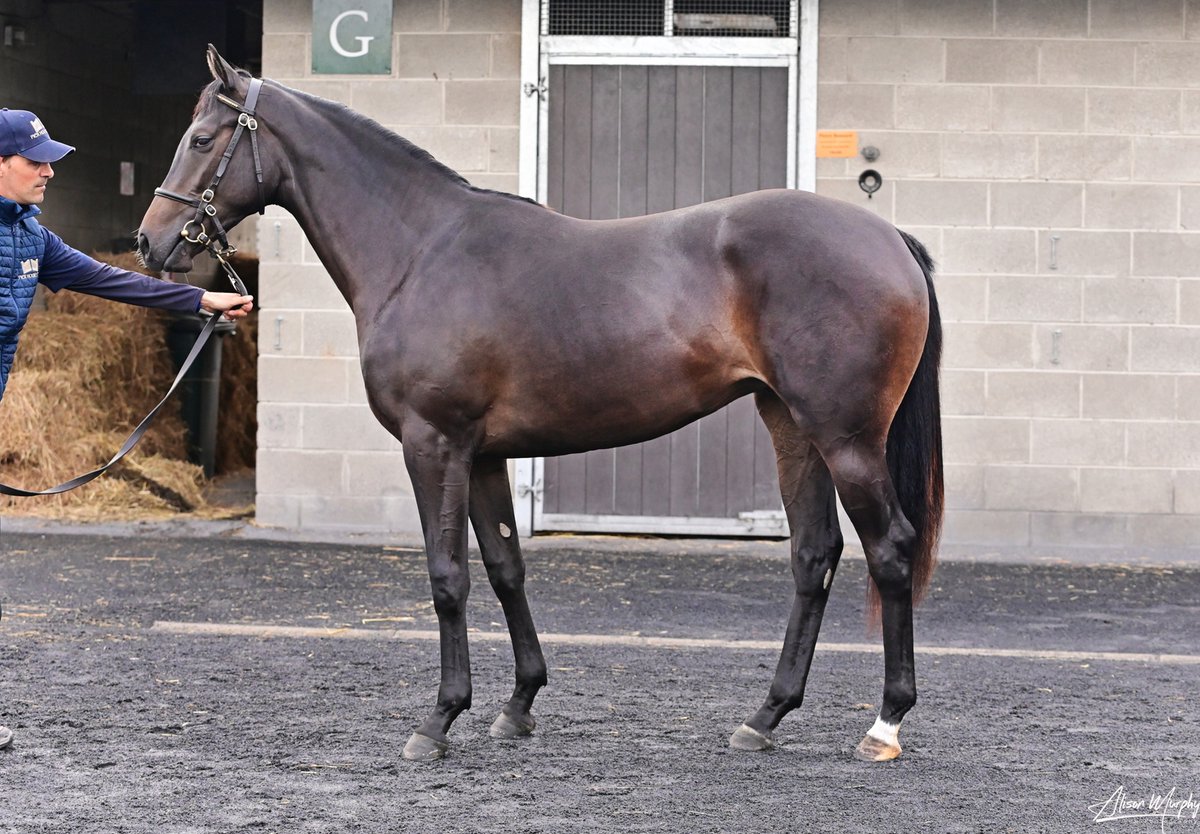 coolmorestud tweet picture