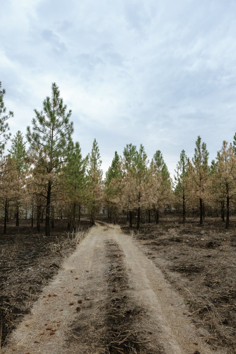 USWFS's tweet photo. When the Mitre Rock Fire burned across the Spokane Reservation in Washington, years of active tribal forest management helped influence how the wildfire moved through portions of the landscape. 

The Spokane Tribe uses prescribed burning, timber harvest, mowing and other fuels treatments to meet multiple objectives—from producing timber and maintaining healthy natural areas to reducing fuels around communities, cultural sites and other important resources. In several treated areas impacted by the Mitre Rock Fire, crews observed lower fire intensity and slower rates of spread compared with surrounding areas. 

In one of those treatment areas, these conditions created an opportunity for firefighters to safely conduct a backburn and use the road as a containment feature, helping limit further fire spread. 

By managing the amount and arrangement of vegetation across the landscape, the Tribe is creating areas that can moderate fire behavior and give firefighters more options when wildfires occur. 

@BureauIndAffrs / @BIAFireForestry