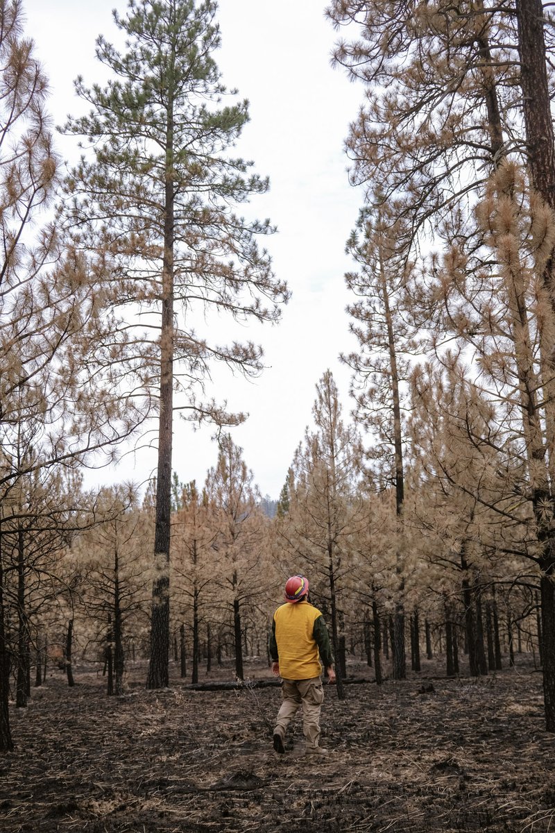 USWFS's tweet photo. When the Mitre Rock Fire burned across the Spokane Reservation in Washington, years of active tribal forest management helped influence how the wildfire moved through portions of the landscape. 

The Spokane Tribe uses prescribed burning, timber harvest, mowing and other fuels treatments to meet multiple objectives—from producing timber and maintaining healthy natural areas to reducing fuels around communities, cultural sites and other important resources. In several treated areas impacted by the Mitre Rock Fire, crews observed lower fire intensity and slower rates of spread compared with surrounding areas. 

In one of those treatment areas, these conditions created an opportunity for firefighters to safely conduct a backburn and use the road as a containment feature, helping limit further fire spread. 

By managing the amount and arrangement of vegetation across the landscape, the Tribe is creating areas that can moderate fire behavior and give firefighters more options when wildfires occur. 

@BureauIndAffrs / @BIAFireForestry