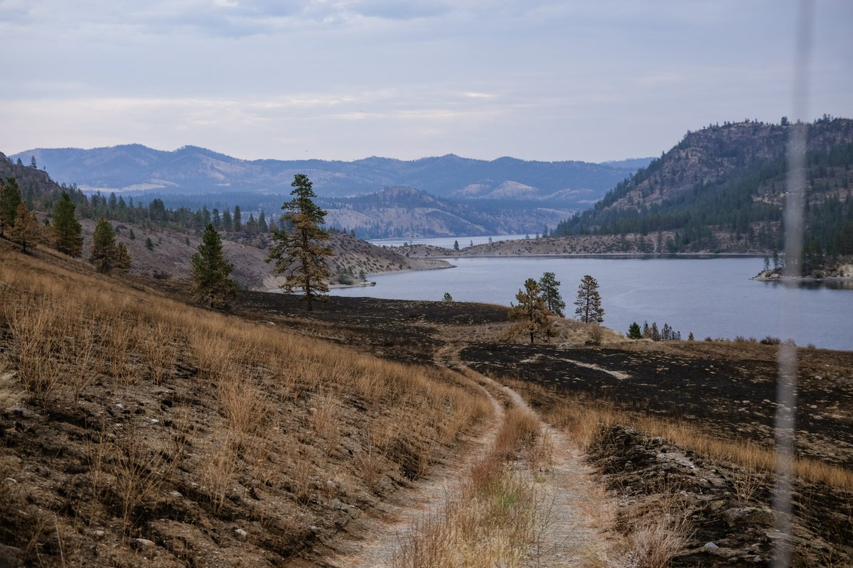 USWFS's tweet photo. When the Mitre Rock Fire burned across the Spokane Reservation in Washington, years of active tribal forest management helped influence how the wildfire moved through portions of the landscape. 

The Spokane Tribe uses prescribed burning, timber harvest, mowing and other fuels treatments to meet multiple objectives—from producing timber and maintaining healthy natural areas to reducing fuels around communities, cultural sites and other important resources. In several treated areas impacted by the Mitre Rock Fire, crews observed lower fire intensity and slower rates of spread compared with surrounding areas. 

In one of those treatment areas, these conditions created an opportunity for firefighters to safely conduct a backburn and use the road as a containment feature, helping limit further fire spread. 

By managing the amount and arrangement of vegetation across the landscape, the Tribe is creating areas that can moderate fire behavior and give firefighters more options when wildfires occur. 

@BureauIndAffrs / @BIAFireForestry