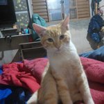 Photo by Yel90netySCCP (@YellowTheCat2)
