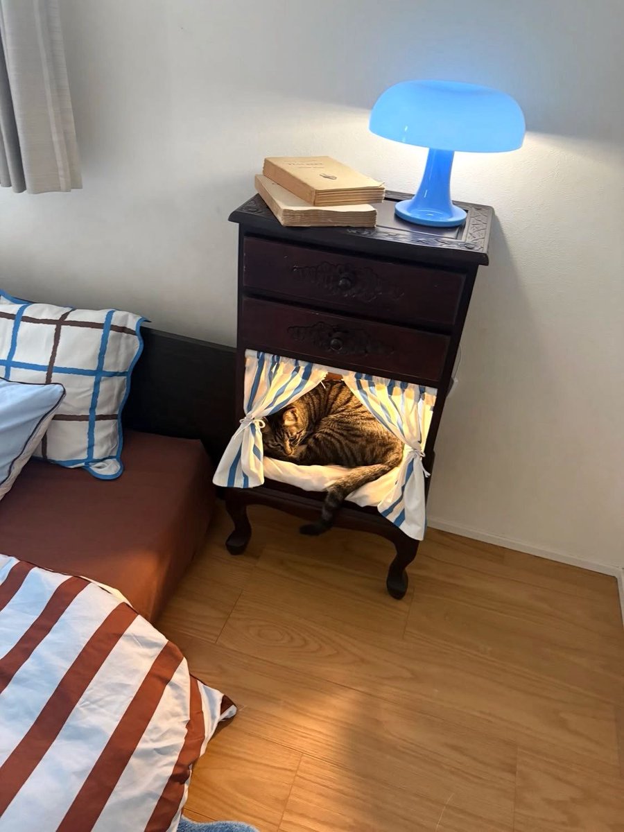 pamvonhadder's tweet photo. cozy cat https://t.co/e0CECq5Rd4
