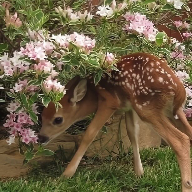 elrielfawn's tweet photo. doe eyed princess and her twin ♡🦌 https://t.co/8hqruOnffK