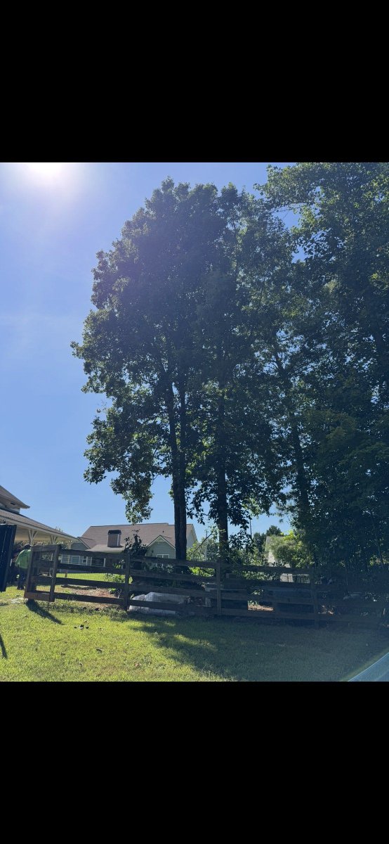 appalachian_of's tweet photo. Holly Springs, GA: five oak trees leaning over a barn and fence were removed with very low yard impact and excellent cleanup. #HollySpringsGA #TreeRemoval https://t.co/7OTeaN2PkR