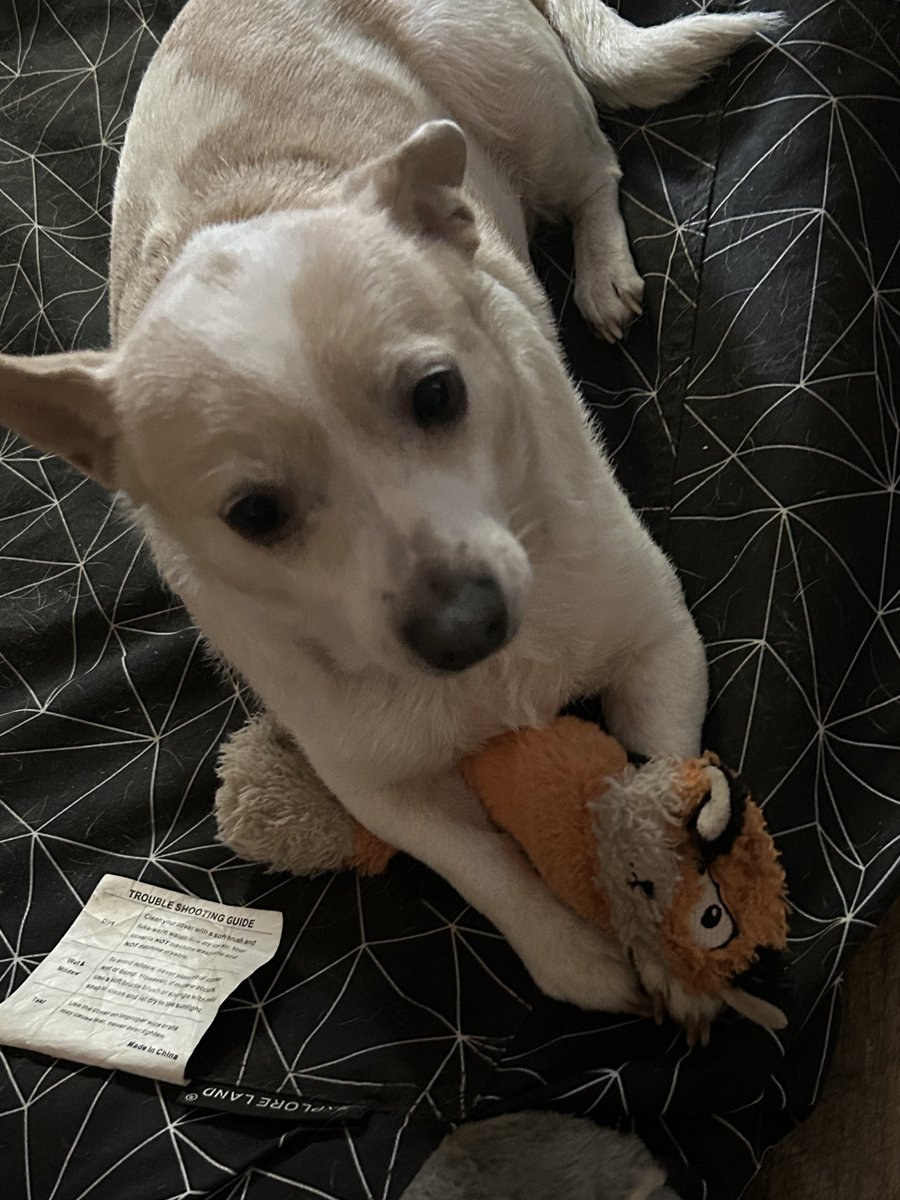 coolhumbug's tweet photo. @afronihilism do you like my grandmas dog https://t.co/dJFjqsoaKX