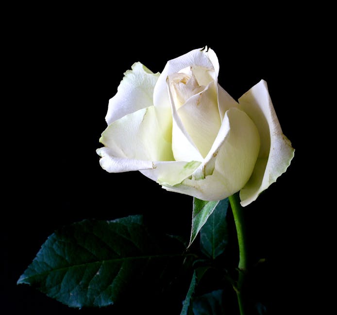 KennethAdal65c's tweet photo. أبحث عن لا يعرف حب والاحترام لبعضنا. الحدود، علاقة يكون فيها التفاهم المتبادل أساسًا. إذا كنت تؤمن بأن الحب يجب أن يكون حقيقيًا، فقد نكون beverley bestwick https://t.co/5eiB3Q4dA5