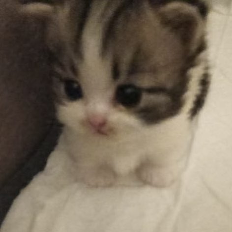 imthisnotk's tweet photo. น้องเตนล์ในสายตาของจอห์นนี่ 🥺🤲🏻 https://t.co/9mhbrhvTHL