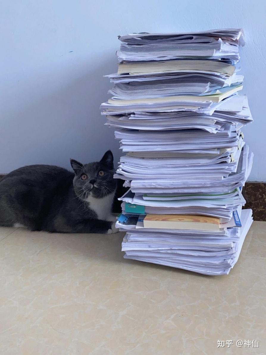 KoriTurkin's tweet photo. Caught my intern trying to "optimize" our meeting notes by pasting 10 pages of cat pics as "visual aids" today. Productivity level: 0. My reaction: https://t.co/abMreagJ2j