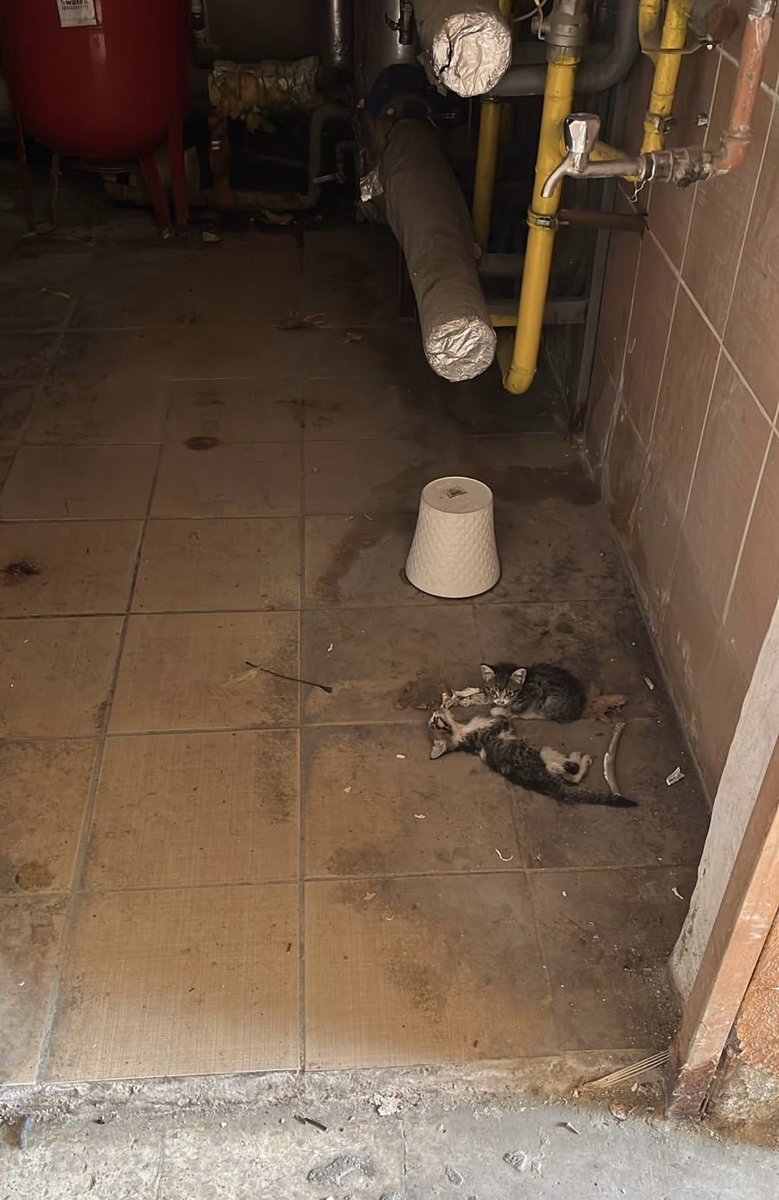 lasevall's tweet photo. Devletin verdiği yetkiyi masum yavru kedilere güç gösterisi yaparak kullananlar, Çorlu İlçe Jandarma Lojmanı'nda bu canları göz göre göre ölüme terk etti. Bu ayıbı şanlı teşkilatımıza yakıştıramıyoruz! @jandarma @TC_icisleri @tekirdaggovtr @jandarma59 @Tekirdag_Barosu @bur_hak @yasamaizleme @hayhaksaygi @hakim_komite @dayanisma_offic @hayhakavukat @hhplatformu @HayvanHTP
