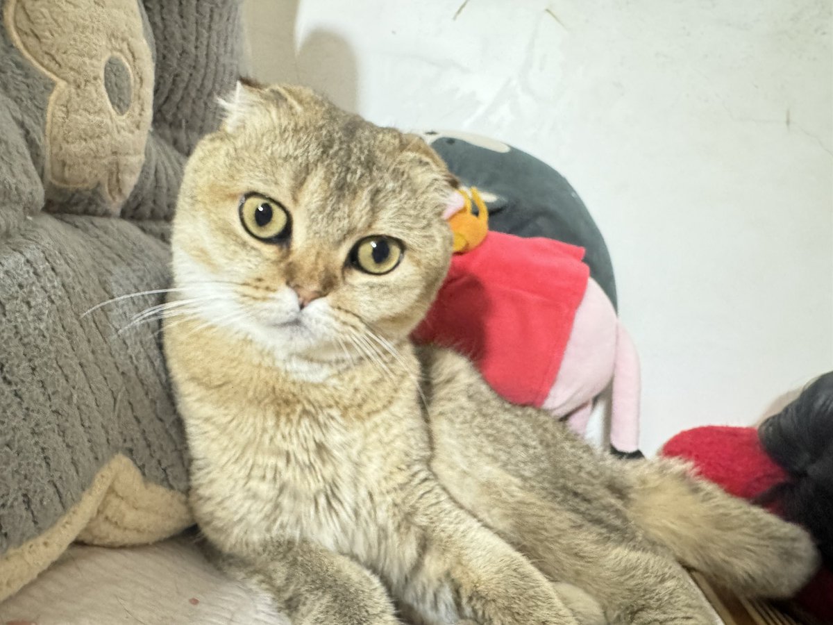 juyymk's tweet photo. 现实看我家小猫巨可爱，为啥拍照感觉巨猥琐啊，是有亲妈滤镜吗…… https://t.co/bbMwEjQxvD