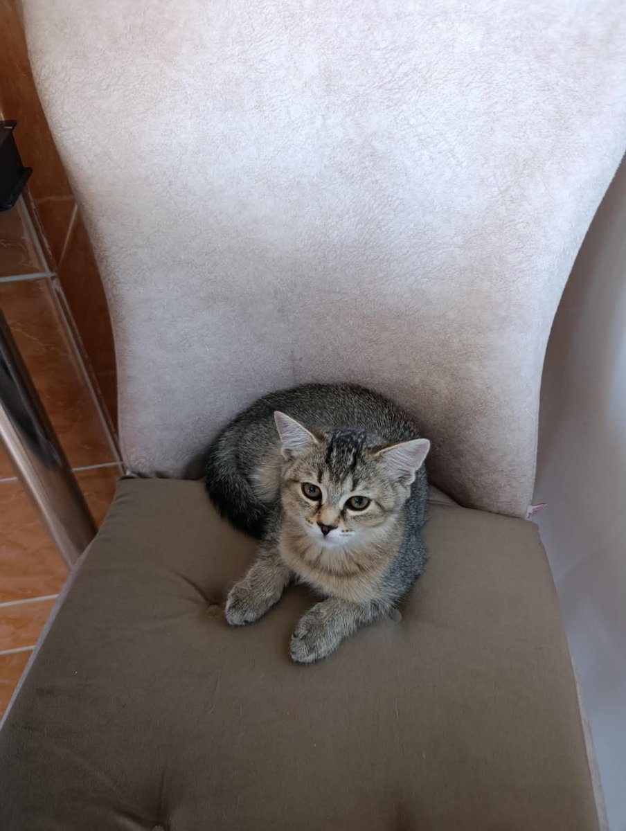 zllktlr's tweet photo. "BU GÜZEL BEBEĞİN SOKAKTA KALMASINA İZİN VERMEYELİM!
3 AYLIK BRİTİSH KIRMA YAVRUMUZA ÖMÜRLÜK YUVA ARIYORUZ! Ankara / Etimesgut
0536 219 80 56 https://t.co/urpJiOd72l https://t.co/WgfM3C0BKn