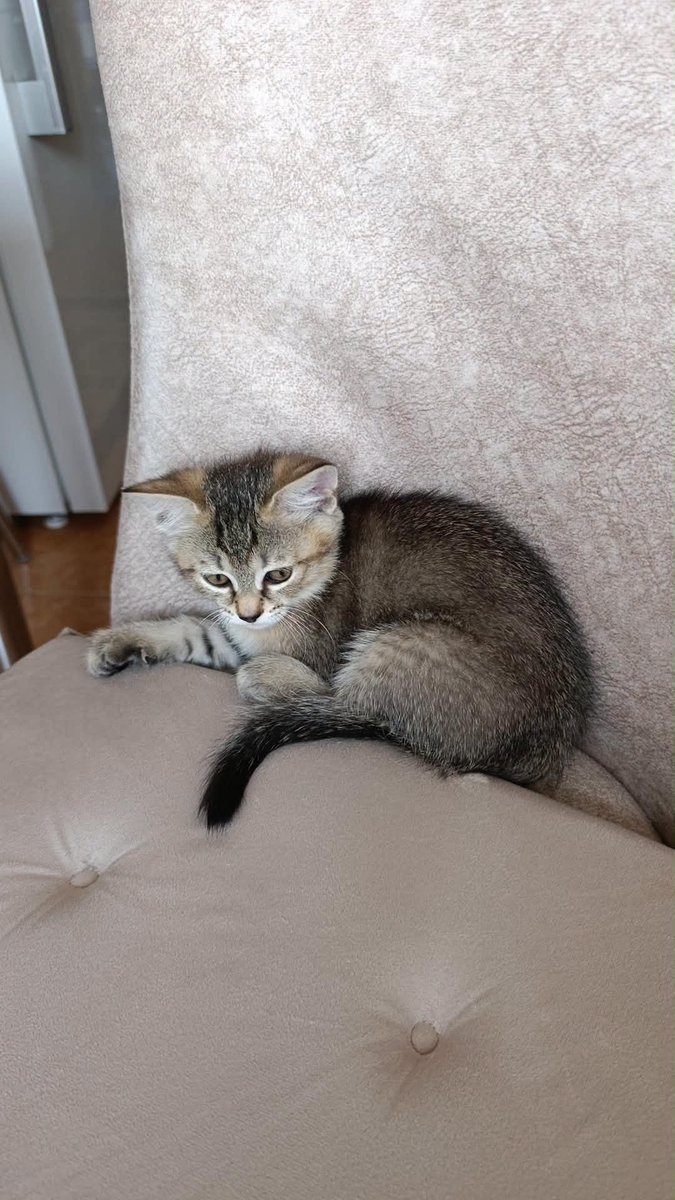 zllktlr's tweet photo. "BU GÜZEL BEBEĞİN SOKAKTA KALMASINA İZİN VERMEYELİM!
3 AYLIK BRİTİSH KIRMA YAVRUMUZA ÖMÜRLÜK YUVA ARIYORUZ! Ankara / Etimesgut
0536 219 80 56 https://t.co/urpJiOd72l https://t.co/WgfM3C0BKn